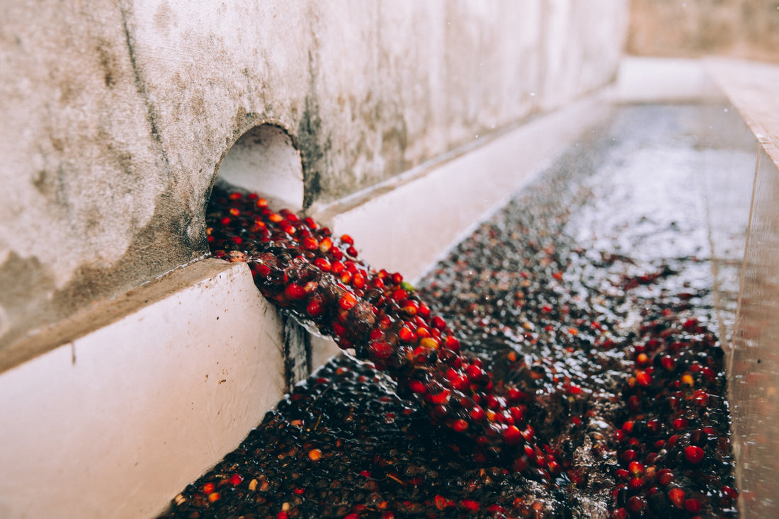 Kaffetvätt: Färska röda kaffebär som rinner med vatten genom ett rör ner i en processkanal av betong.