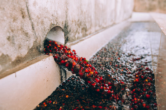 Kaffetvätt: Färska röda kaffebär som rinner med vatten genom ett rör ner i en processkanal av betong.