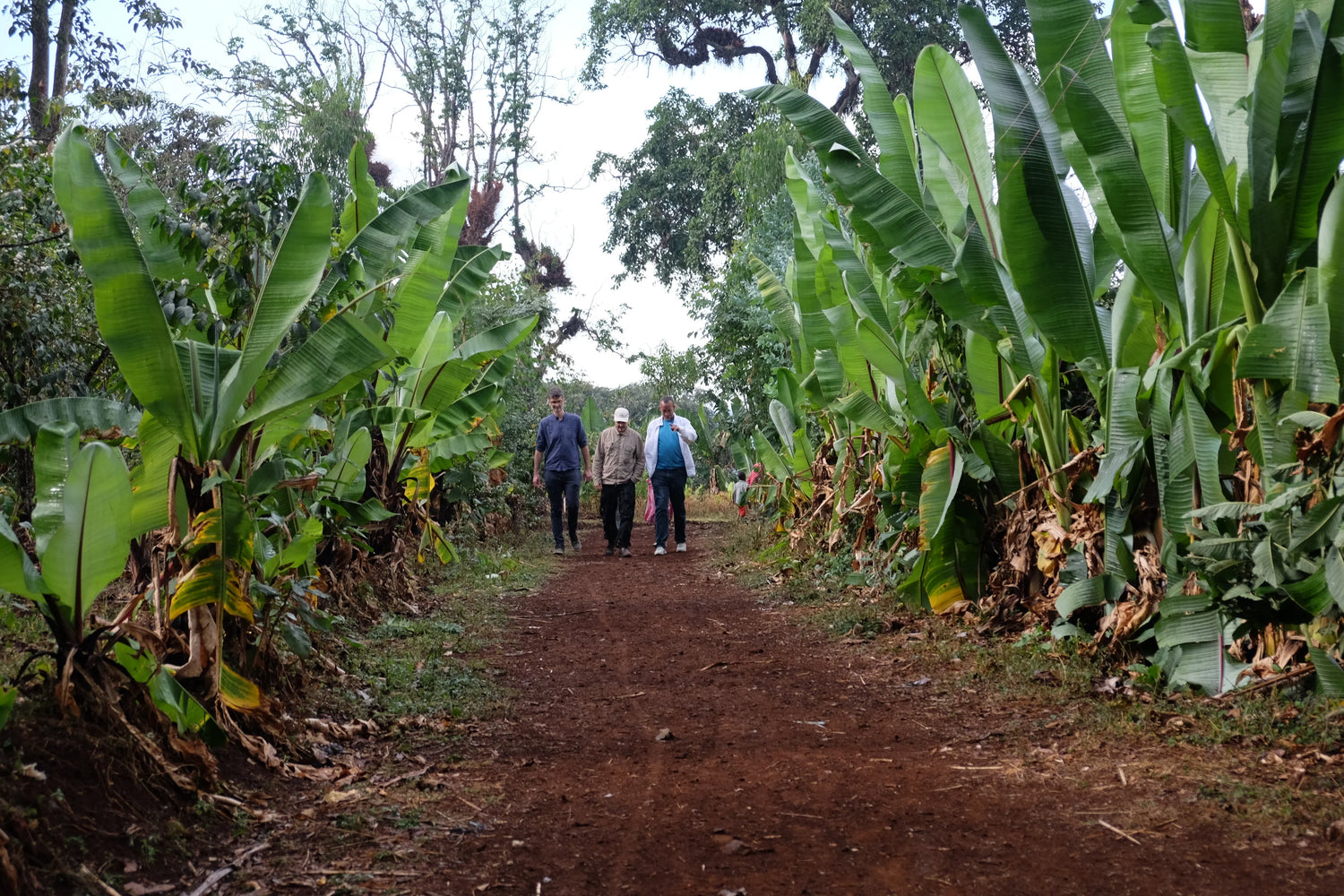 Three men walking down a dirt path through a lush green plantation lined with large banana trees.