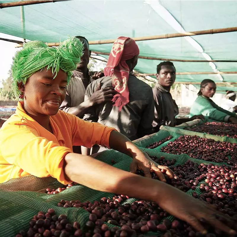 People sorting coffee beans under a green roof